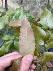 Alectryon tomentosus