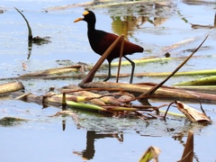 Jacana spinosa