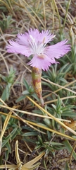 Dianthus gallicus