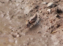 Trimerotropis pallidipennis