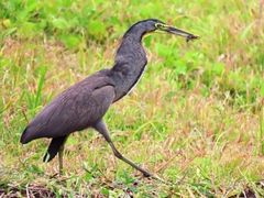 Tigrisoma mexicanum