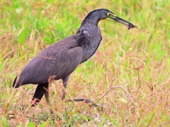 Tigrisoma mexicanum