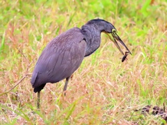 Tigrisoma mexicanum