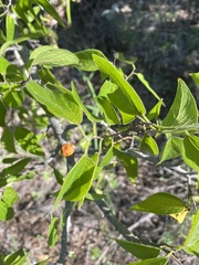 Celtis reticulata