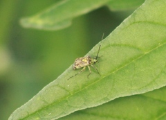 Taedia