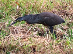 Tigrisoma mexicanum