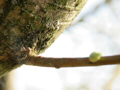 Megabunus diadema
