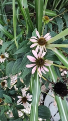 Echinacea