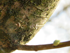 Megabunus diadema