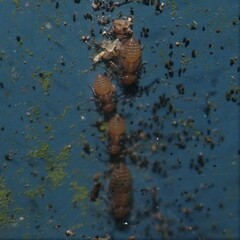 Ectopsocus meridionalis