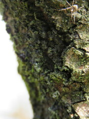 Megabunus diadema