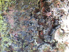 Megabunus diadema
