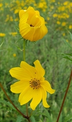 Bidens trichosperma