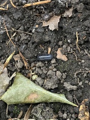 Armadillidium vulgare