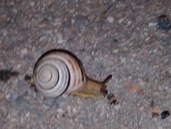 Caucasotachea vindobonensis