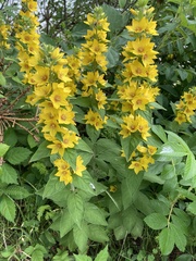 Lysimachia punctata