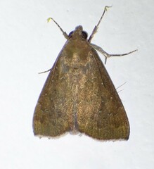 Anomis illita