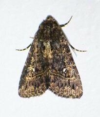 Condica albigera