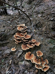 Hydnellum aurantiacum