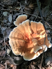 Hydnellum aurantiacum