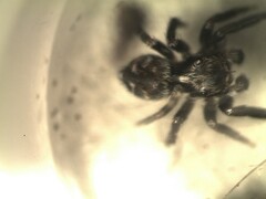 Pseudeuophrys obsoleta