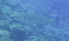 Dicentrarchus labrax