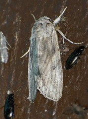 Spodoptera albula