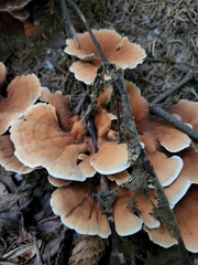 Hydnellum aurantiacum
