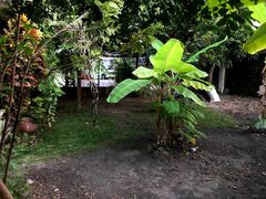 Musa