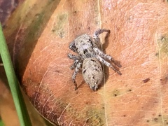 Habronattus coecatus