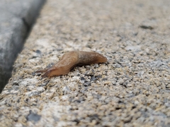 Deroceras reticulatum