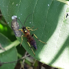 Ichneumonina