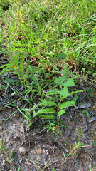 Chamaecrista nictitans