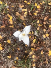 Zephyranthes chlorosolen
