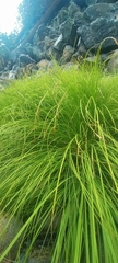 Carex nudata