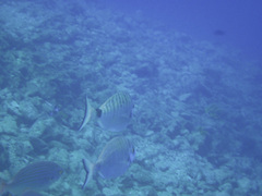 Diplodus puntazzo