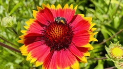 Melissodes druriellus