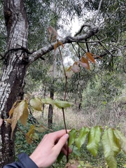 Alectryon tomentosus