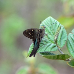 Urbanus proteus domingo