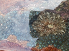 Actinostella flosculifera