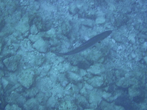 Strijelka (Pomatomus saltatrix)