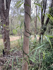 Geitonoplesium cymosum