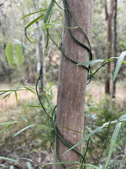 Geitonoplesium cymosum