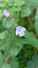 Clinopodium menthifolium ascendens