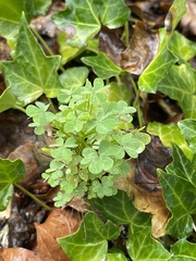 Oxalis stricta