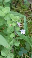 Clinopodium menthifolium ascendens