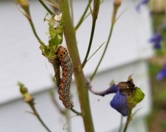 Pyrrhia exprimens