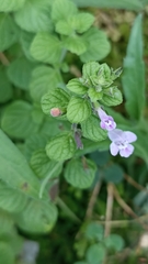 Clinopodium menthifolium ascendens