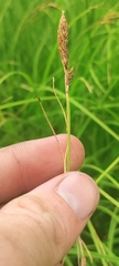 Carex nudata