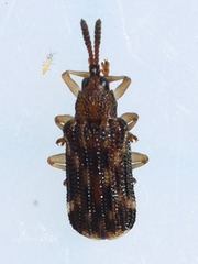 Sumitrosis inaequalis